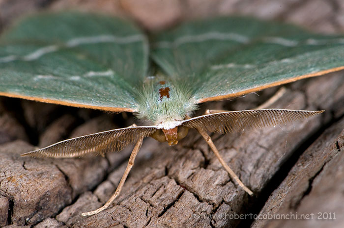 piccola falena da identificare